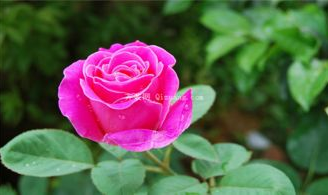 月季花的养殖方法,从土壤到修剪，打造美丽花境